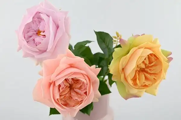 How Do Real Touch Roses Compare to Fresh-Cut Roses?